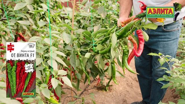 Уникальный гибрид острого перца ОТ ВИНТА F1 - очень длинные плоды интересной формы!