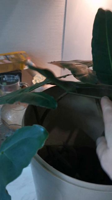 YouCut_20260422_220522036.mp4