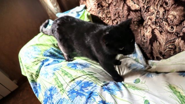 Кошарики и моя Бусинка)