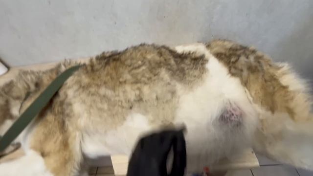 VID_20260422_115203_361.mp4.mov