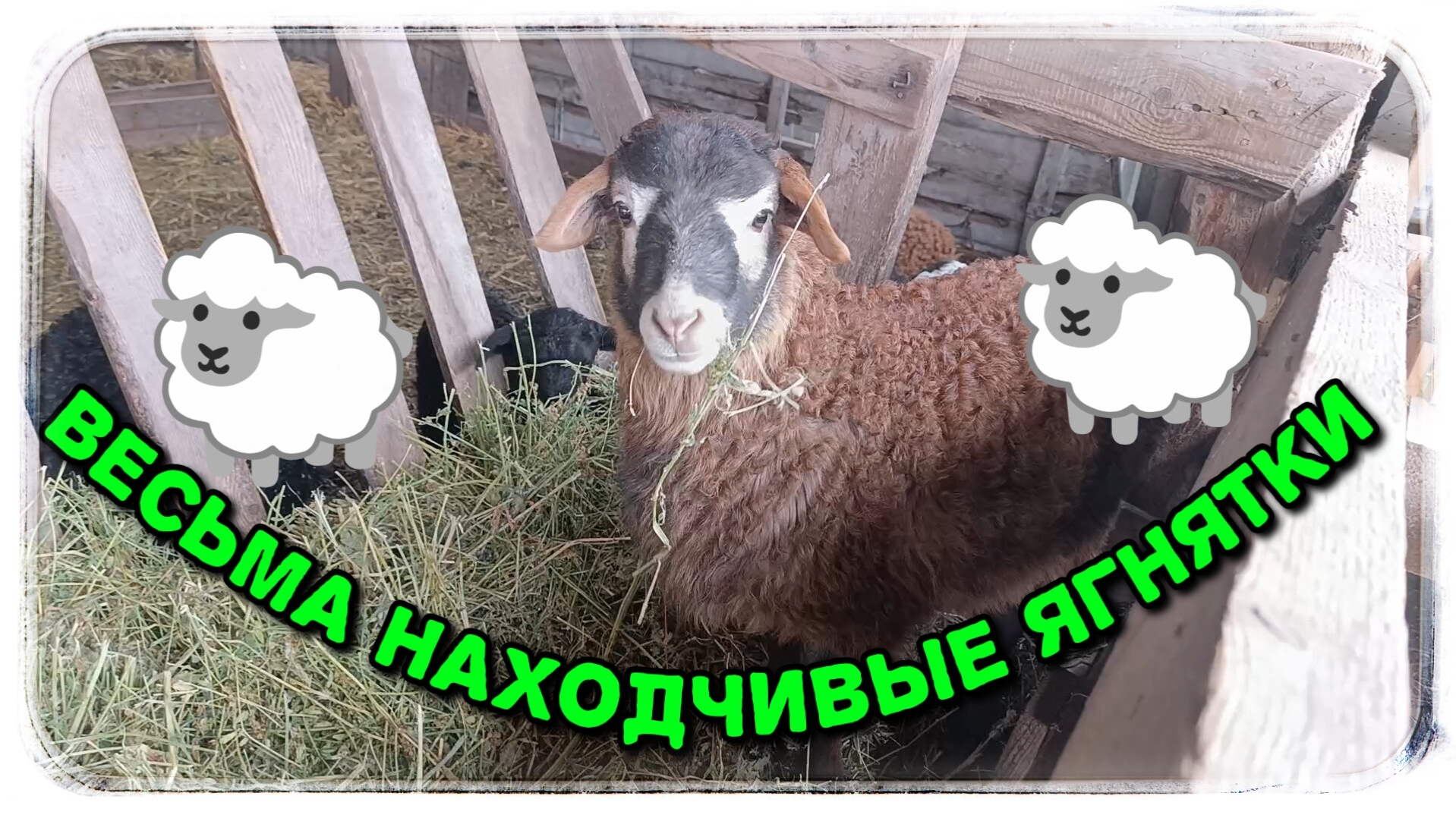 Ягнятки те ещё хитрюги!