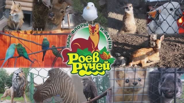 Простые и сложные предложения