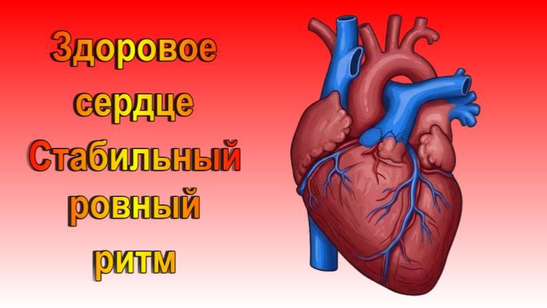 Здоровое сердце / Регулярный сердечный ритм /