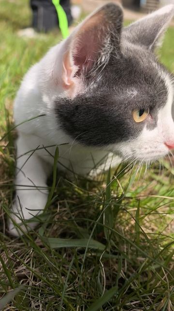 Гуляем с котиком 🌸