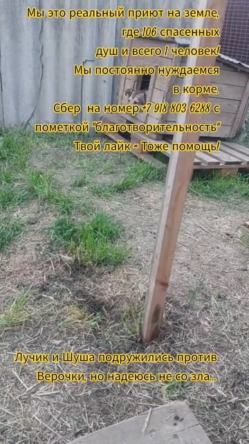 НАС107=106хвостиков  +1человек!