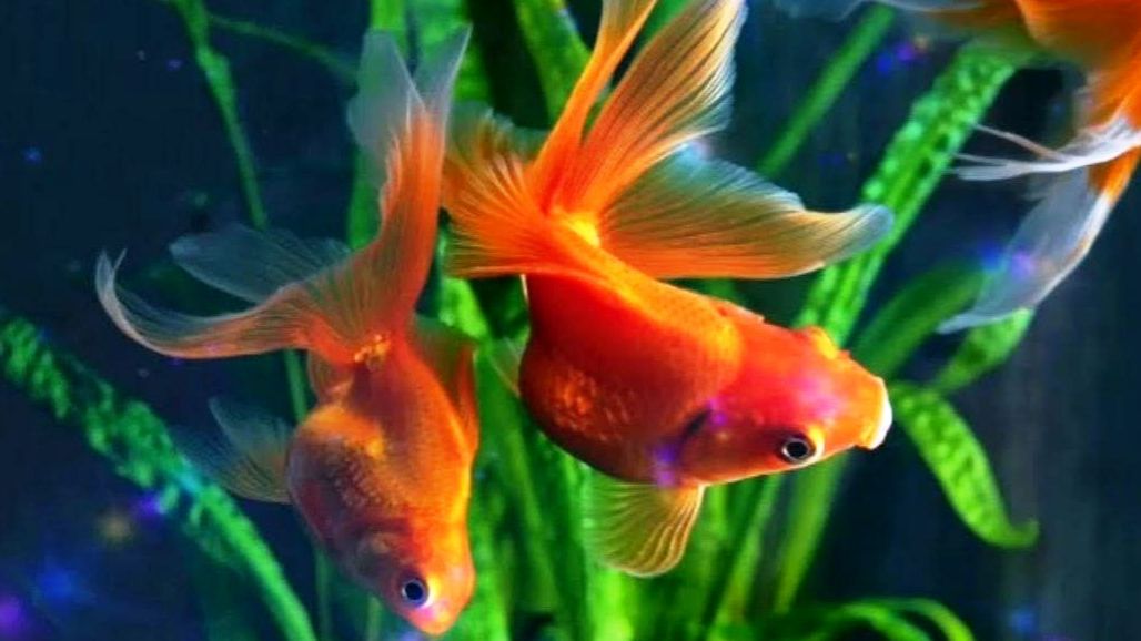 «Вариация золотых рыбок» Р. Щедрин из балета «Конек-Горбунок»