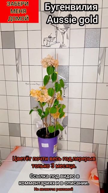 Бугенвилия