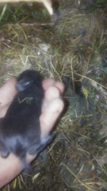 крольчата на 8 день