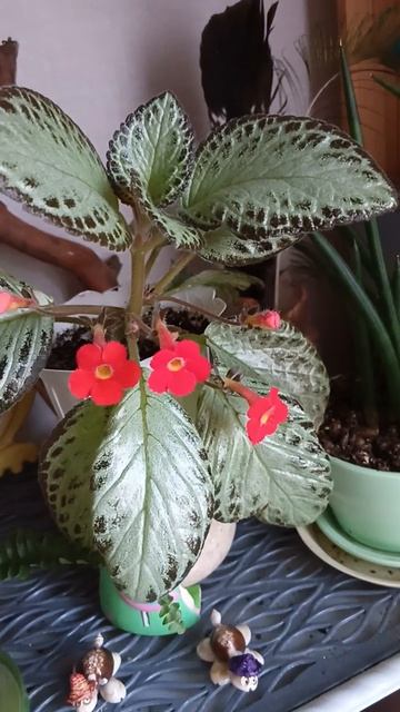 Цветёт эписция. Два первых бутона открылись достаточно давно,сейчас открылся третий.