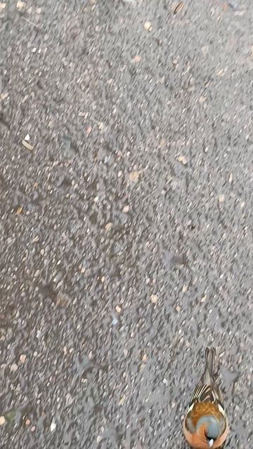 Вот такая птичка невеличка гуляет в парке