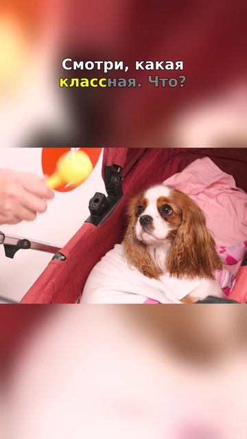 🔥 Собачка под прикрытием