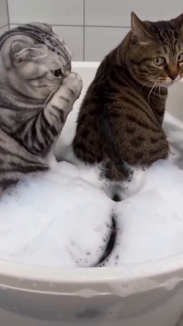 смех кошки прикол.mp4