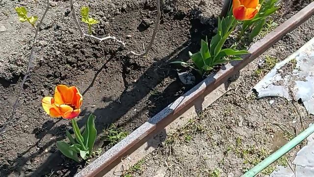 первая весенняя подкормка винограда азотом.