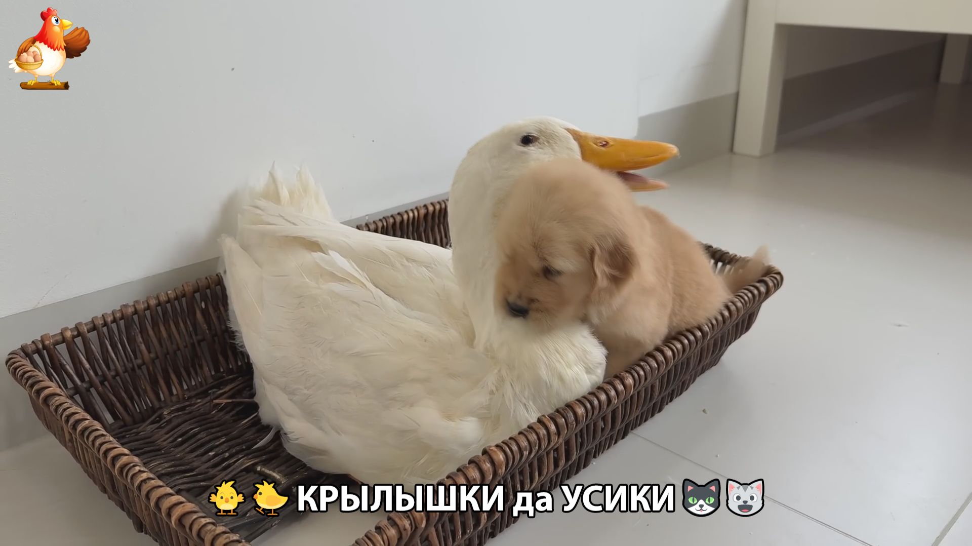 Утята и Цыплята - Кошки и котята, Собаки и щенята 344 Хвостики да Усики ❣️