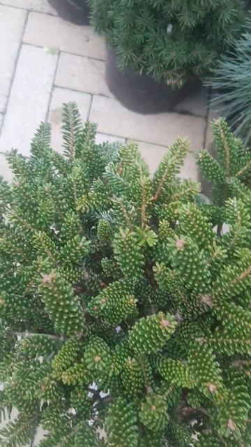 ❤🌲Пихта корейская Оберон
✔Продажа растений в макс и телеграм канале: https://t.me/love_is_hvoiny_dvo