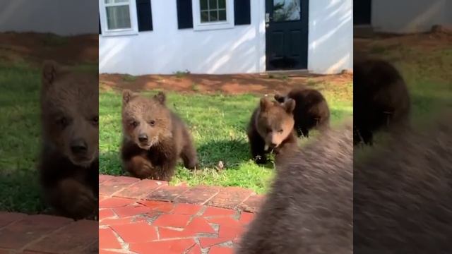 VID_20260421_223300_344.mp4