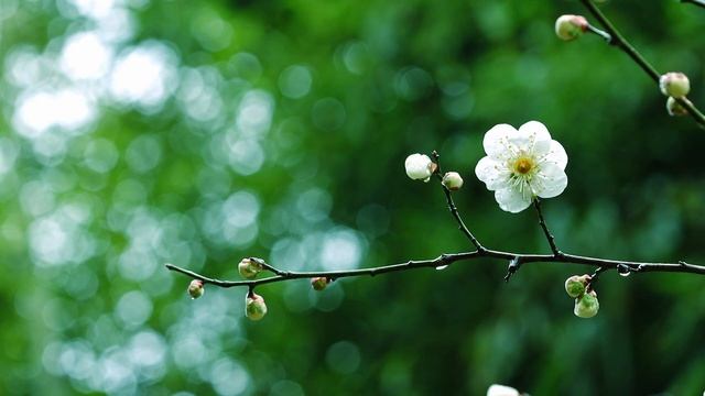 Ahmad Zahir. Bulbule khush elhaan/Аҳмад Зоҳир. Булбули хушилҳон (Archive cassete version)