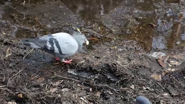 Не по рту (клюву) кусок