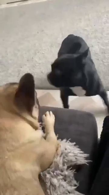 Высказался