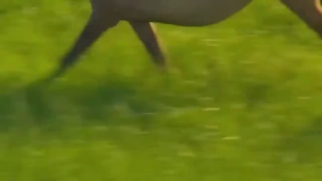 Не представляю жизнь без лошадей.