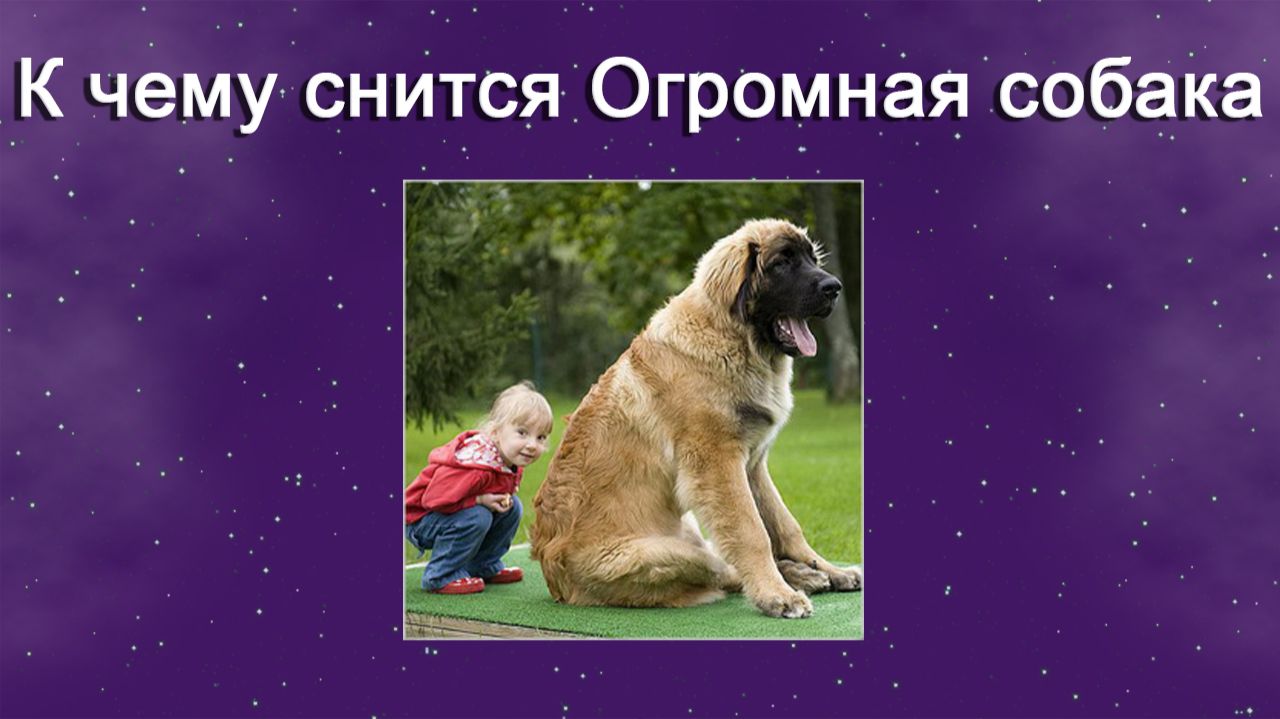 К чему снится Огромная собака - толкование сна