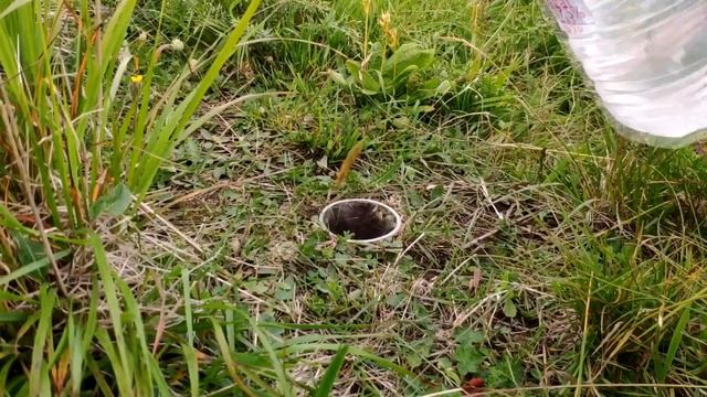 Энтомология для новичков #2. Методы сбора насекомых. Часть 2