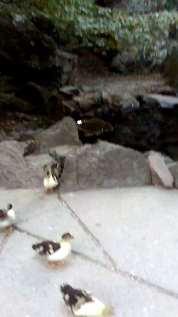 97)D ВОРОНЦОВЫЙ   ДВОРЕЦ НАРУЖУ ТЕРРИТОРИЯ