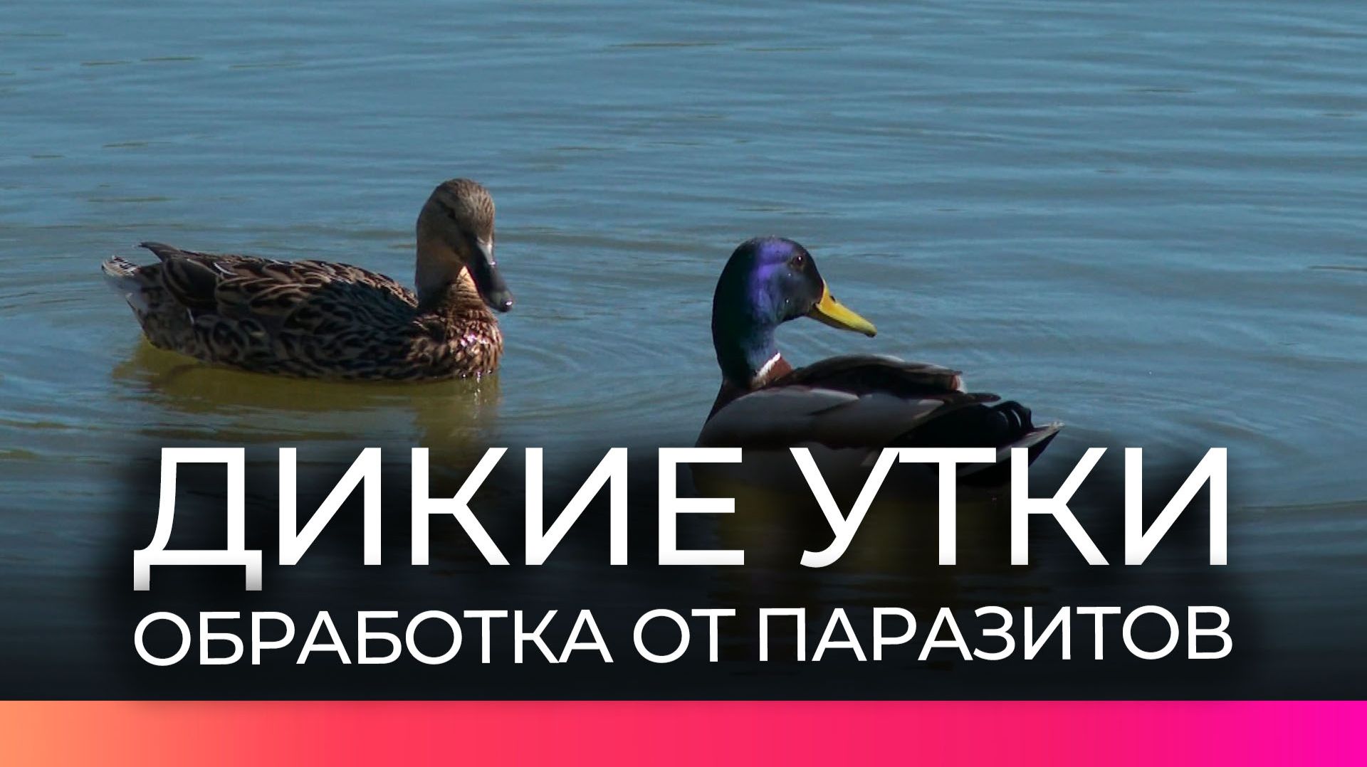Новгородские ветеринары проводят обработку диких уток от паразитов