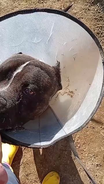 Бандерос # Шереметьевский приют # собаки в дар