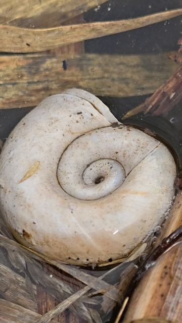 Родные болота