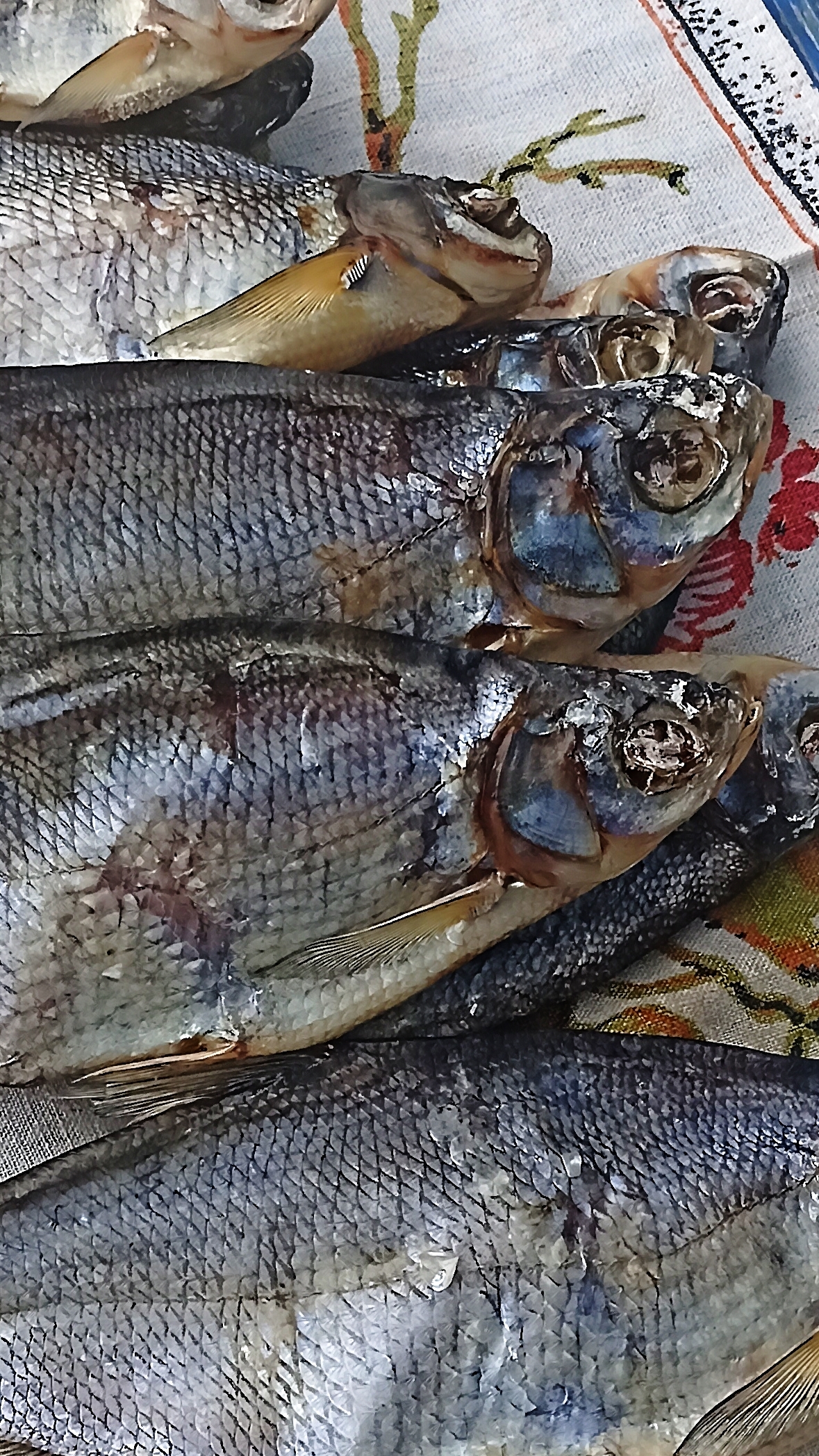 ВЯЛЕНАЯ РЫБА