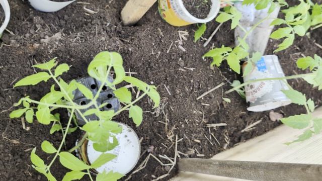 Выбора нет.Ранняя посадка рассады томатов в теплицу.Пригодился старый поликарбонат.