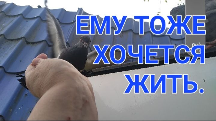 Голубь старался сесть,но не получилось.Покормила другого.🥺🥺🥺🥺🥺🥺🥺🥺🥺🥺🥺🥺🥺🥺🥺