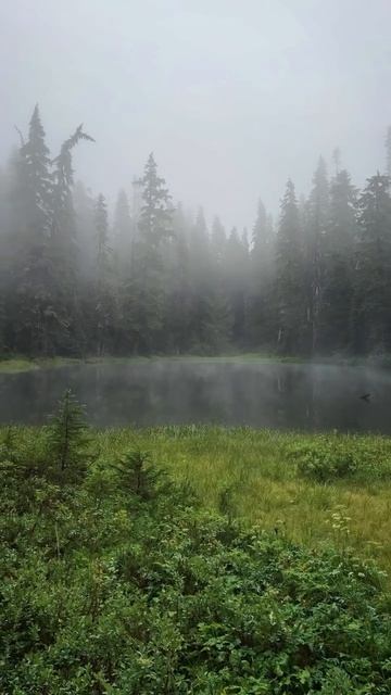 Там, где замирает время... Магия туманного леса