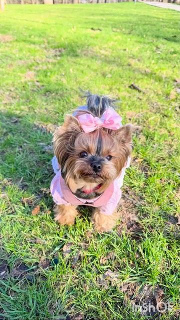 Мой Йорк 🐾🐾