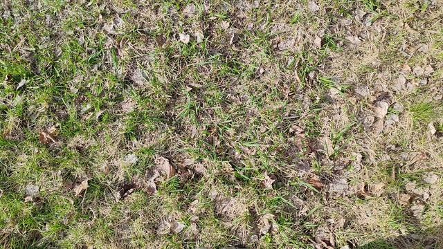 22-04-2026 в деревне цветет трава и пришла весна