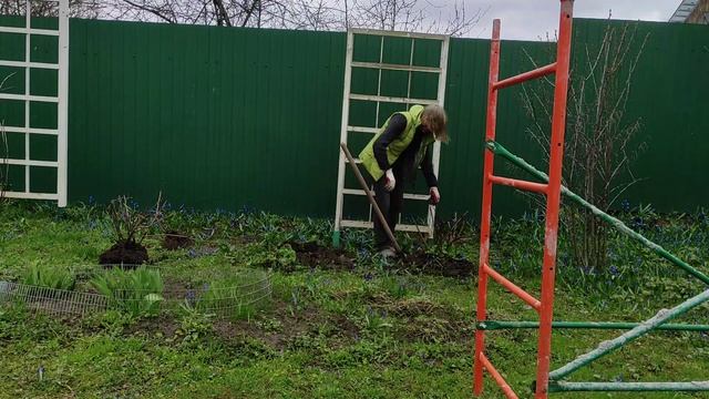 Пересаживаю кусты, 19 апреля.