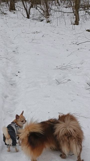 ❄️Зимняя сказка ❄️