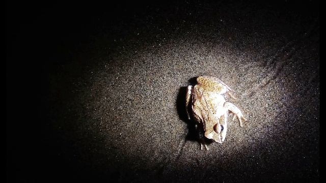 П. Коэльо. О зависти и сохранении энергии. Притча 98. Книга Воина Света