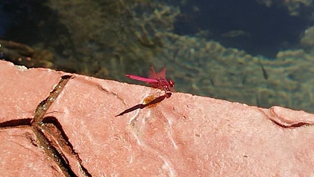 стрекоза в мангровой чаще