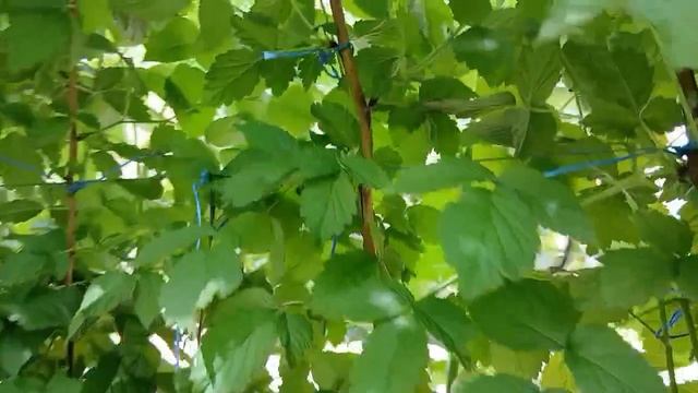 Беседка из малины