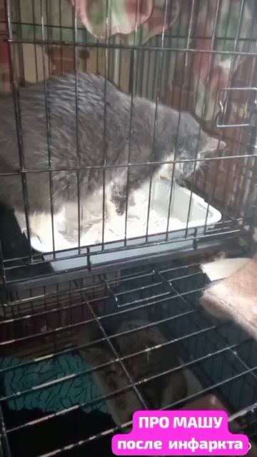 После бомбежки- инфаркт. После лечения- вот она,наша Маша.