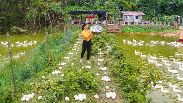 Заготовка утиных и куриных яиц на продажу. Удобряю навозом грядки. Серия 95. Ли Фук Ви
