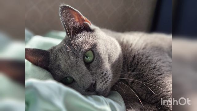 Русская голубая