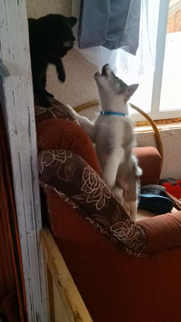 Шомка и кот