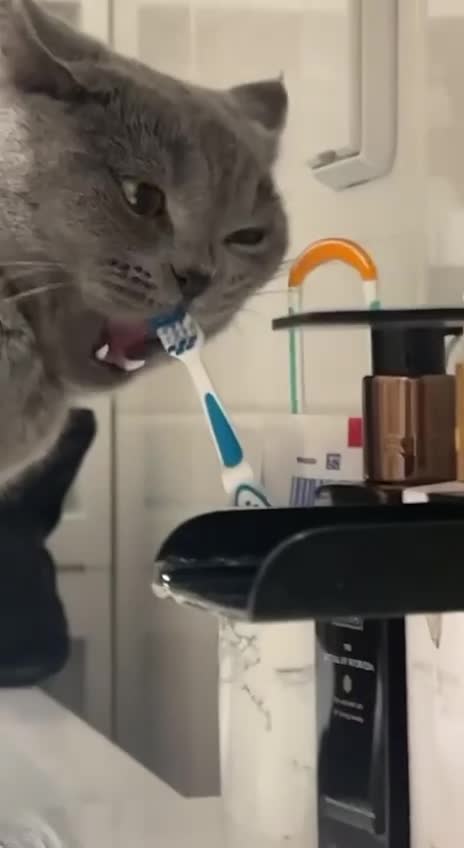 #животные #видео #Милые