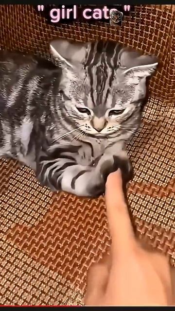 Legend cats Girls vs Boys do this!!! #cat #catedit #funny #cute  #cutecat #top #music #animals