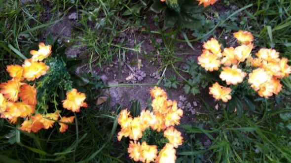 По дороге в стоматологию ...22.04.2026г.