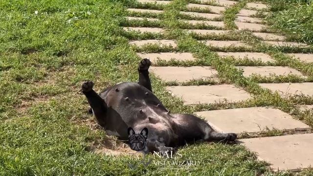 Ленивый день в питомнике