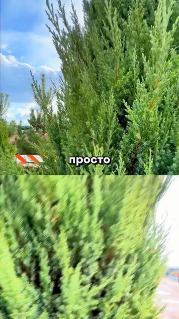 Я бы оставила ТОЛЬКО ЭТО РАСТЕНИЕ на участке 🌿✨